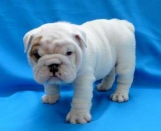 English Bulldog Welpen, mit FCI Stammbau