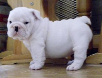 English Bulldog Welpen, mit FCI Stammbau