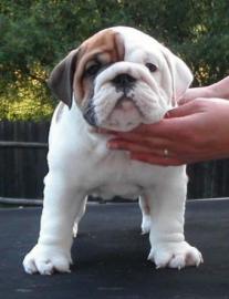 English Bulldog Welpen, mit FCI Stammbau