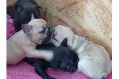 Franz�sische Bulldoggen Welpen 10 Wochen