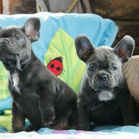 Franz?sische Bulldoggen Welpen