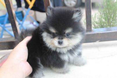PomeranianZwergspitz Babys in tollen Far