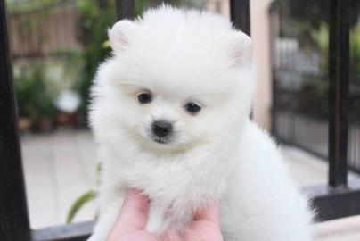PomeranianZwergspitz Babys in tollen Far