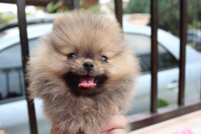 PomeranianZwergspitz Babys in tollen Far