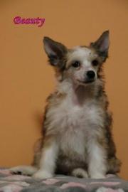 Chinesischer Schopfhund mit Papiere