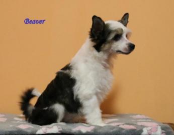 Chinesischer Schopfhund mit Papiere