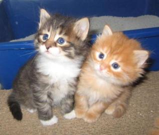 Britisch Kurzhaar BKH silver-tabby