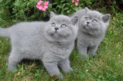 Britisch Kurzhaar BKH silver-tabby