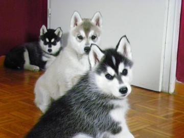 Siberian Husky Welpen mit papieren whats