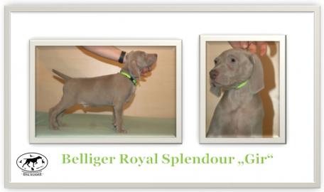 Weimaraner Kurzhaar mit Stammbaum � R�de