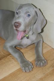 Weimaraner Kurzhaar mit Stammbaum � R�de