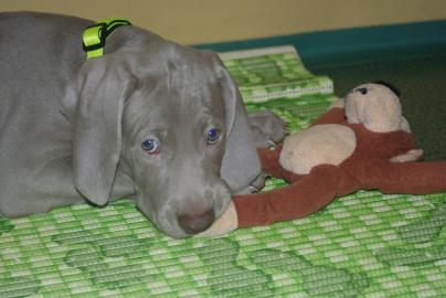 Weimaraner Kurzhaar mit Stammbaum � R�de