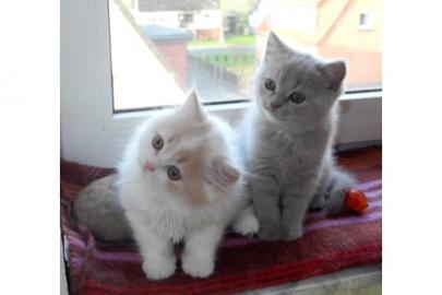 Wundersch�ne BKH Babys