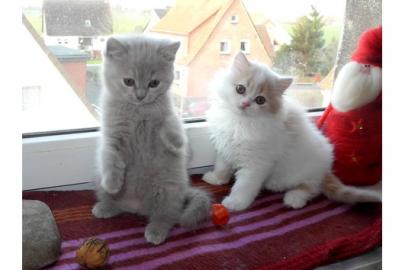 Wundersch�ne BKH Babys