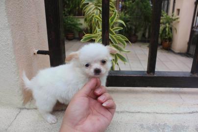Chihuahua Welpen