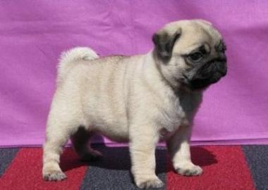 MOPS-WELPEN