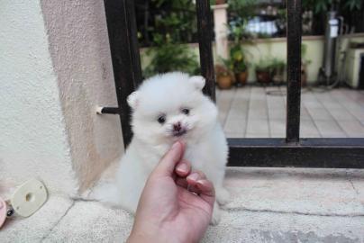 Liebevolle Teetasse Pomeranian erh?ltlic