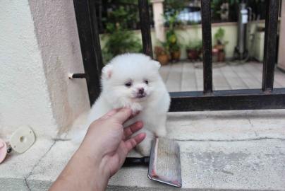 Liebevolle Teetasse Pomeranian erh?ltlic