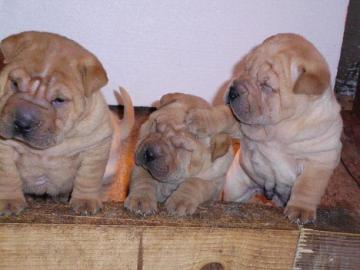Shar Pei wunderbare Welpen zu verkaufen