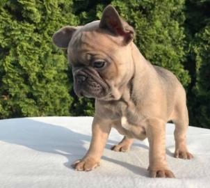 Frenchies f?r Rehoming