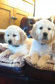 Wundersch?ne Golden Retriever Welpen