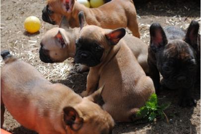 Franz�sische Bulldoggen Welpen