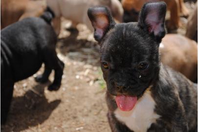 Franz�sische Bulldoggen Welpen