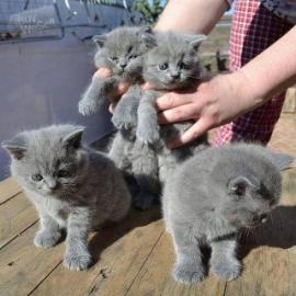 Wundersch?ne Reinrassige BKH Katzen: wha