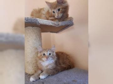 Reinrassige Norwegische Waldkatzen