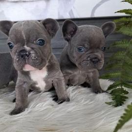 S��e Franz�sische Bulldoggen Welpen