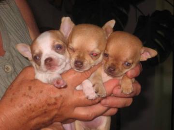 Chihuahua in verschiedenen Farben