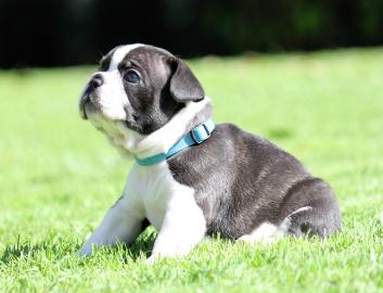 Super sch�ne Franz�sisch Bulldog Welpen