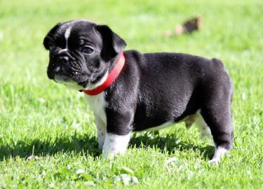 Super sch�ne Franz�sisch Bulldog Welpen