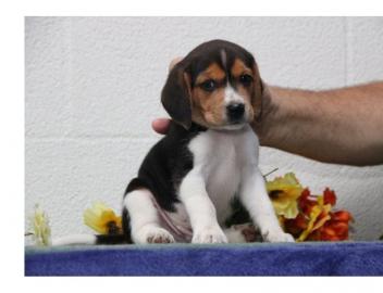 s??e liebende Beagle-Welpen, die so schn