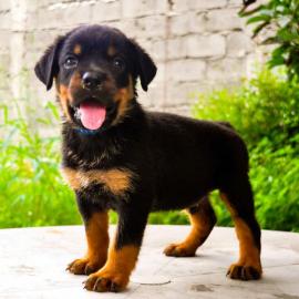 Rottweiler Welpen suchen ein neues zuhau