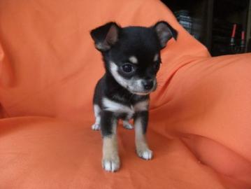 MINI FCI CHIHUAHUA WELPEN 265 EUR