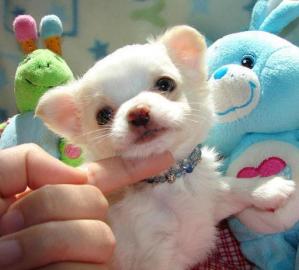 Mini-Chihuahua-Welpen (Langhaar und.  Kur