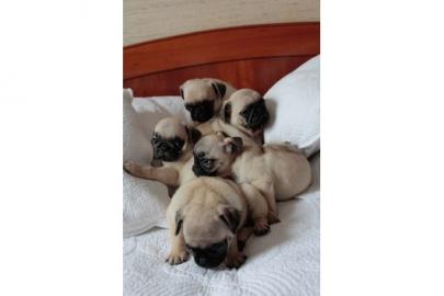 Sehr sch�ne Mops Welpen