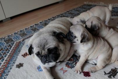 Sehr sch�ne Mops Welpen