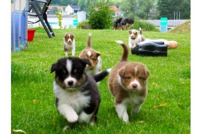 Aussiewelpen aus seri�ser qualifizierter