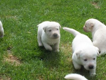 labrador retriever welpen zu verkaufen