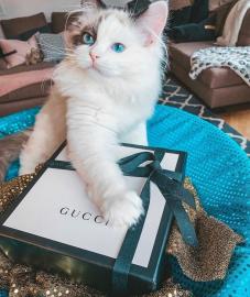 Herzallerliebste Ragdoll Kitten