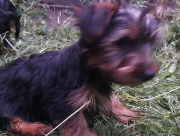 Miniatur-Yorkshire-Terrier-Welpen