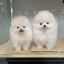Pomeranian/Zwergspitz welpen verkaufen