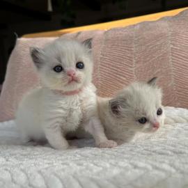 Ragdoll-K�tzchen mit Papieren