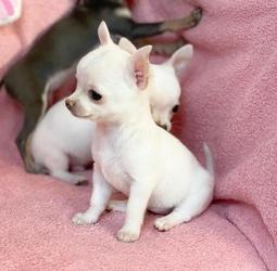 Chihuahua-Welpen