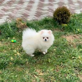 Zwergspitz (Pomeranian) Welpen