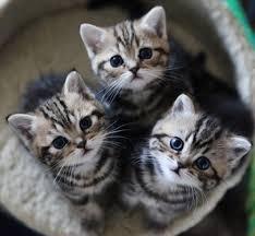 Maine Coon Kitten mit Stammbaum