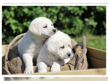 Typvolle Labrador Retriever welpen mit P