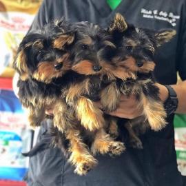 Gesunde Yorkshire Terrier Welpen. WhatsAp